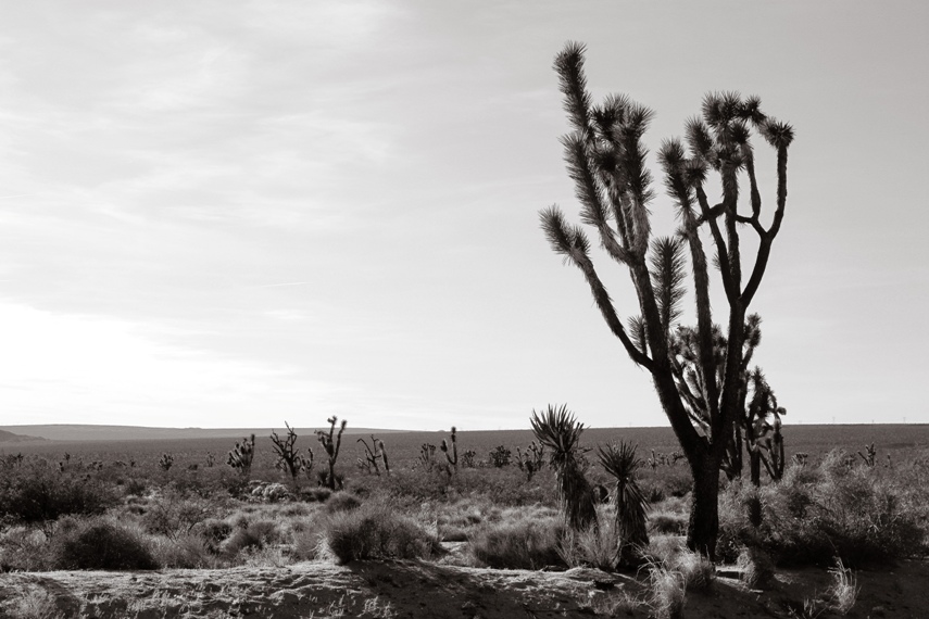 Mojave